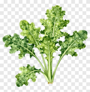 Fresh Kale Leaf Illustration PNG