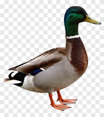 Male Mallard Duck Standing PNG