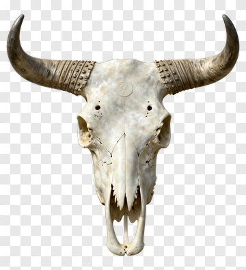 Bull Skull With Decorative Horns PNG