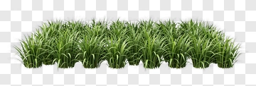Grass PNG