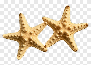 Two Starfish PNG