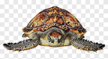 Sea Turtle PNG