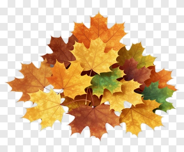 Autumn Maple Leaves PNG