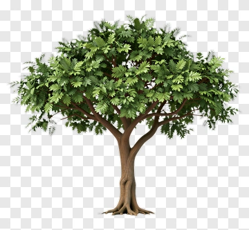 Lush Green Tree With Detailed Trunk And Roots PNG