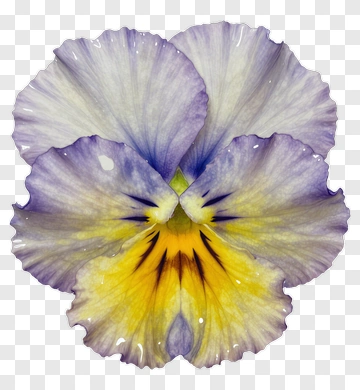 Watercolor Pansy PNG