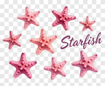 Starfish PNG