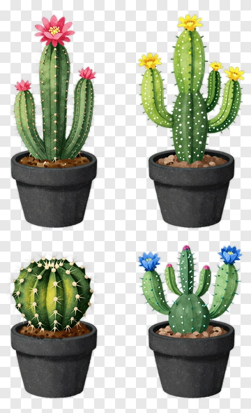 Four Cacti With Colorful Flowers PNG
