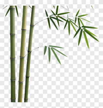 Bamboo Stems And Leaves PNG