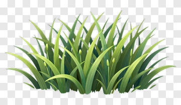 Illustration Of Green Grass With Blooms PNG