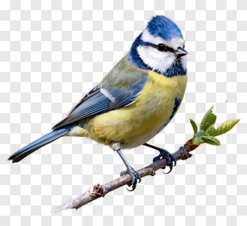 Blue Tit Perched On Branch PNG