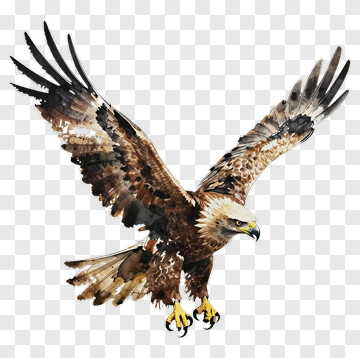 Soaring Eagle PNG