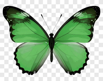 Green Butterfly With Black Edges PNG