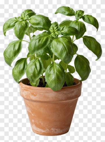 Fresh Basil Plant In Terracotta Pot PNG