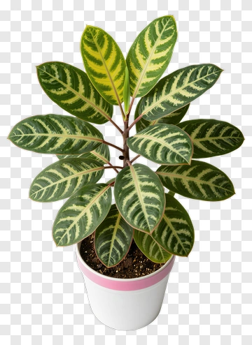 Striped Leaf Plant In Pink Pot PNG