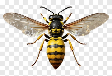Realistic Wasp PNG