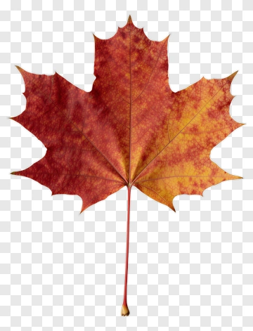 Maple Leaf In Autumn Colors PNG