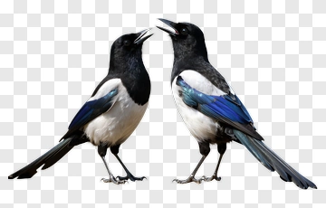 Two Magpies Facing Each Other PNG