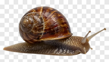 Snail PNG