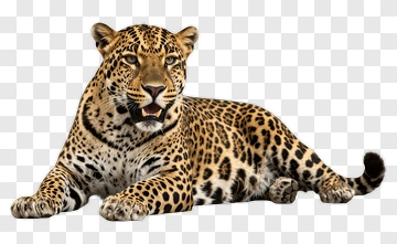 Leopard With Spots And Open Mouth PNG