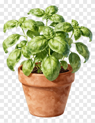 Fresh Basil Plant In Terracotta Pot PNG
