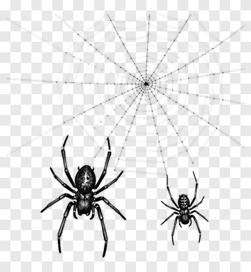 Two Spiders On A Web PNG