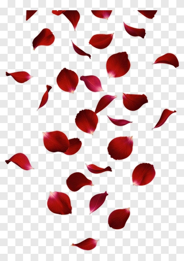 Falling Rose Petal PNG