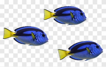 Blue Fish With Yellow Tail PNG