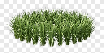 Green Grass Clumps PNG