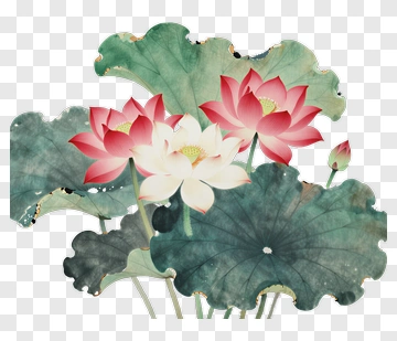 Lotus Flower With Green Leaves PNG