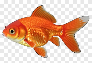 Orange Goldfish PNG