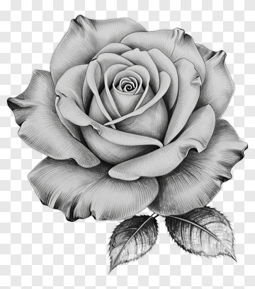 Rose PNG
