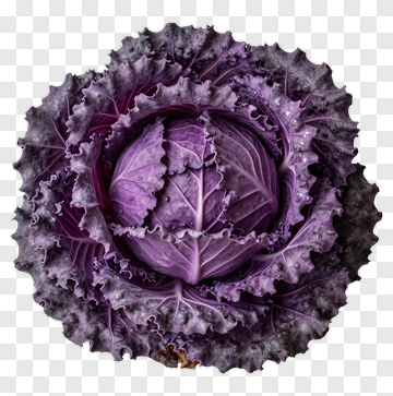 Purple Cabbage PNG
