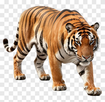 Tiger PNG
