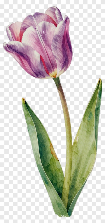 Purple Tulip With Green Leaves PNG