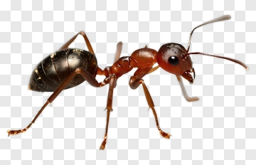Ant PNG