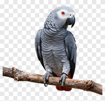 African Grey Parrot Perched On Branch PNG