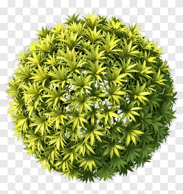 Spherical Bush In Green And Yellow PNG