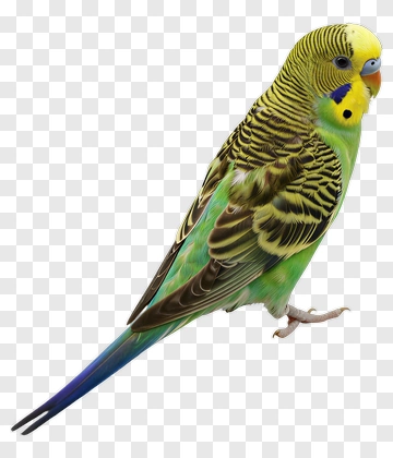 Budgerigar PNG