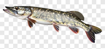 Pike Fish PNG