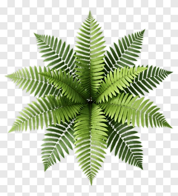 Fern PNG