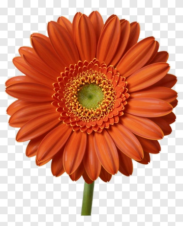 Orange Gerbera Daisy PNG