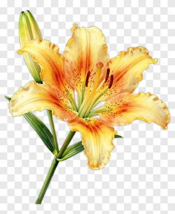 Yellow And Orange Lily With Bud PNG