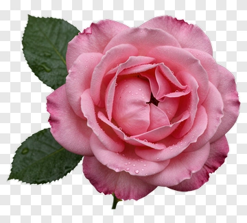 Pink Rose With Dewdrops PNG