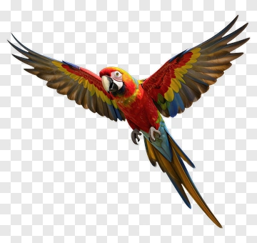 Flying Macaw PNG