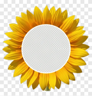 Sunflower With Transparent Center PNG