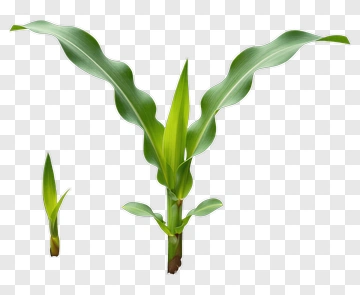 Young Corn Plant Growing In Soil PNG