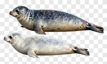 Two Seals In Natural Pose PNG