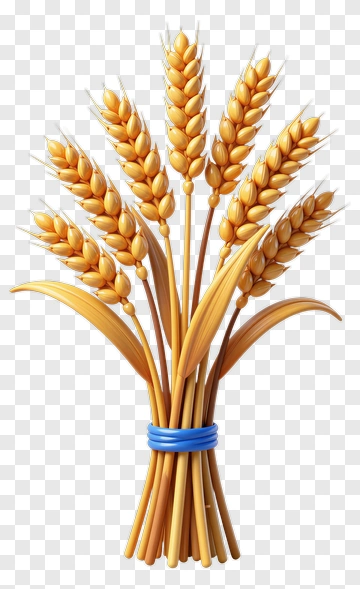 Bundled Wheat Stalks With Blue Band PNG