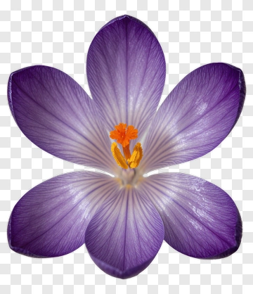 Purple Crocus Flower PNG