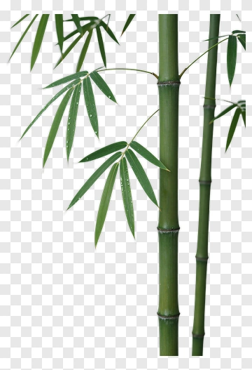 Bamboo Leaf With Dewdrops PNG